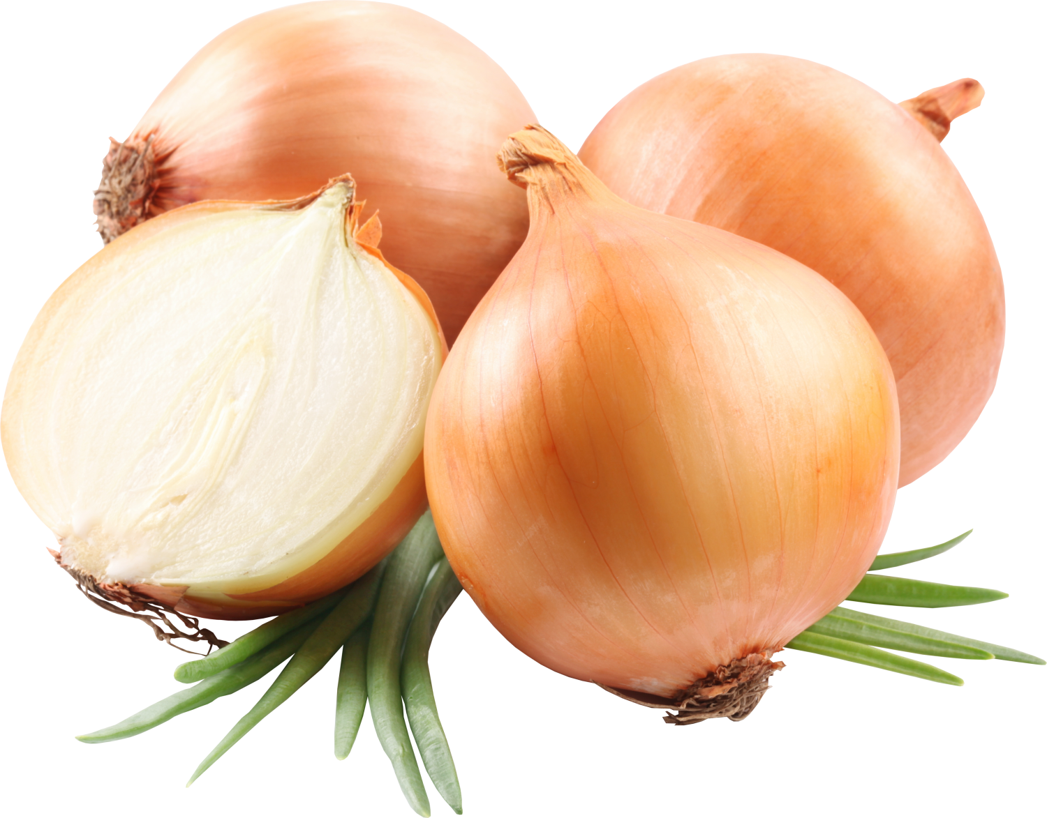 cebula